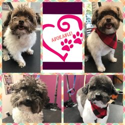 Pet Groomers - Befur and After