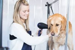Pet Groomers - Pet Play Place