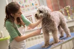 Pet Groomers - PetSmart