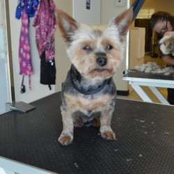 Pet Groomers - Dogs In Style