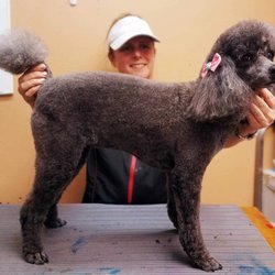 Pet Groomers - Crossroads Veterinary Hospital