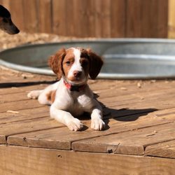 Pet Groomers - Butler Creek Animal Hospital