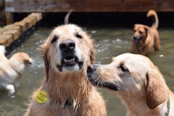 Pet Groomers - Pet's PlayHouse on Ponce