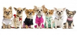 Pet Groomers - Pretty Pampered Pooches