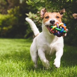 Pet Groomers - Happy Dog Retreat